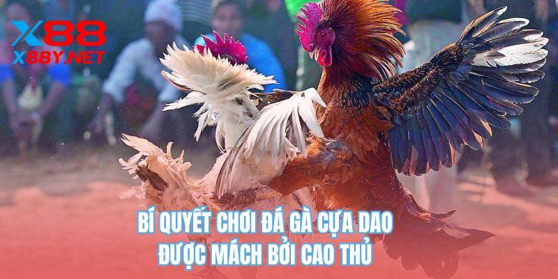 Bí quyết chơi đá gà cựa dao được mách bởi cao thủ